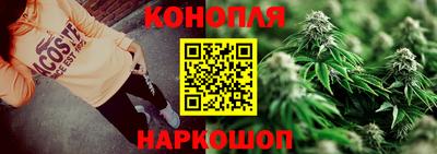 сатива Гай