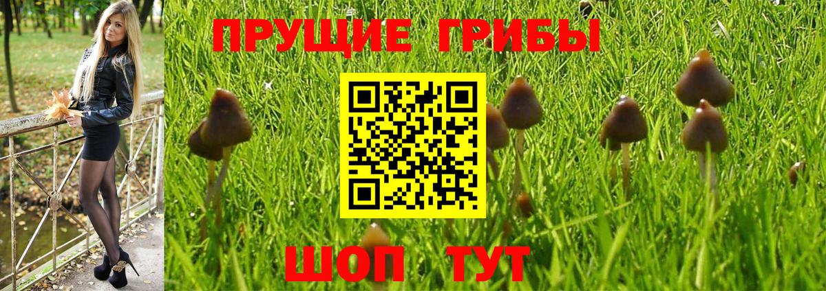 Нижний Тагил  Галлюциногенные грибы Psilocybe  Вход с VPN  Псилоцибиновые грибы Cubensis 